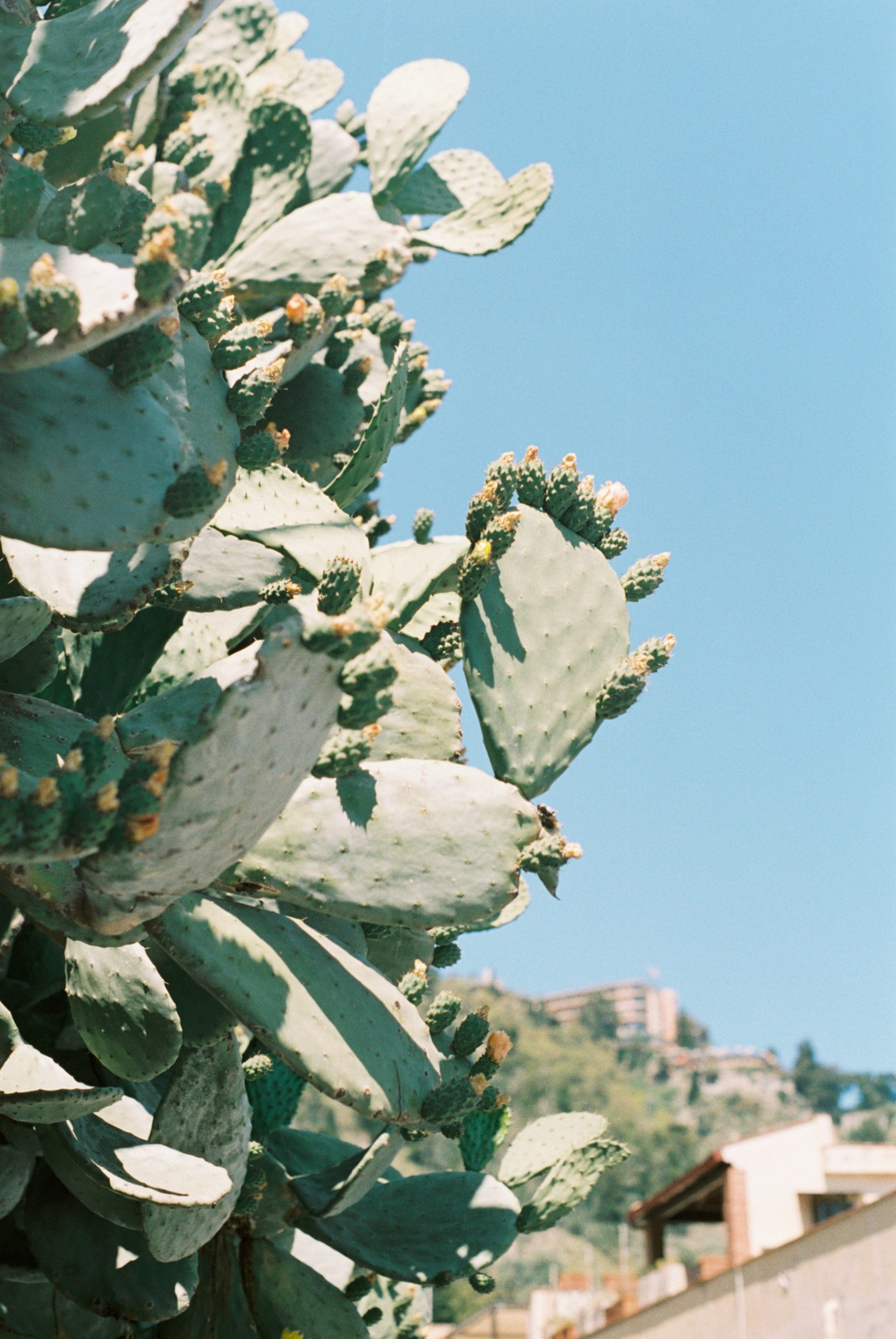 Cactus in Sicily